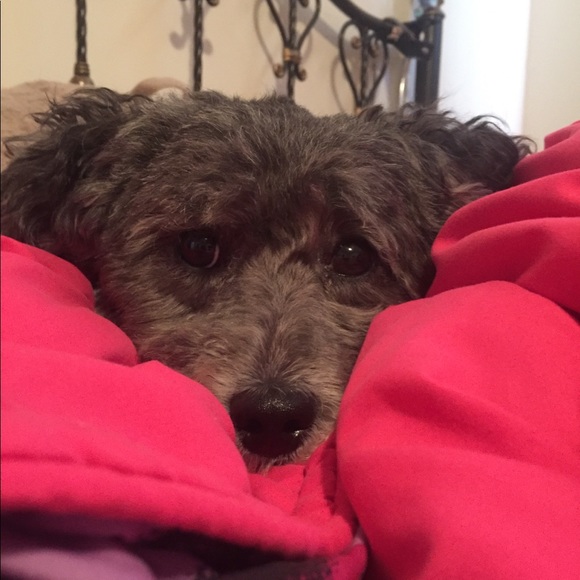 My Posh “BOSS” and Buddy “Bella”! - Picture 6 of 8